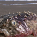 שיווק ופרסום באינטרנט